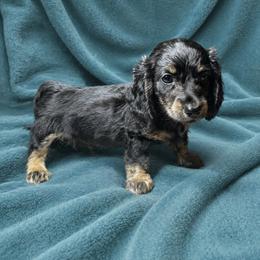 Berlin - Black and tan male Dachshund puppy in Richmond, Virginia from Paw Prints