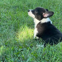 American Corgi All Grown Up from Robyn's Nest Farm