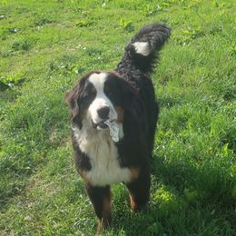 Eddie - Bernese Mountain Dog