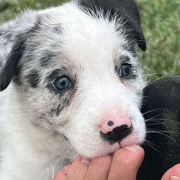 Border Collie Puppies from DreamOn Border Collies