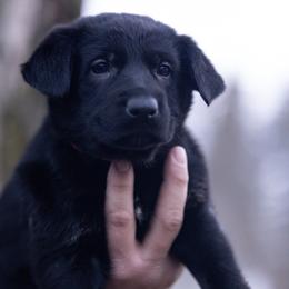 Tyedye collar - Bi-color female German Shepherd puppy in Prospect, Connecticut from Di Massimo Canile