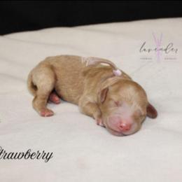 Strawberry - Golden female Cockapoo puppy in Mancelona, Michigan from Lavender poodles & doodles
