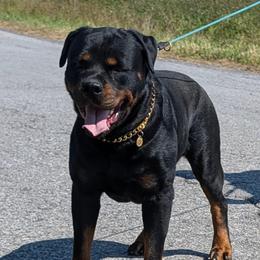 Khaos - Rottweiler