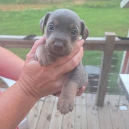 Buzz - Blue male American Hunt Terrier puppy in Cave City, Arkansas from Bayou Valley Shepherds and American Hunt Terriers
