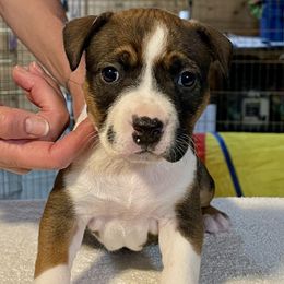 Girl 4 - Red sable female American Staffordshire Terrier puppy in New Bedford, Massachusetts from Tradewind American Staffordshire Terriers