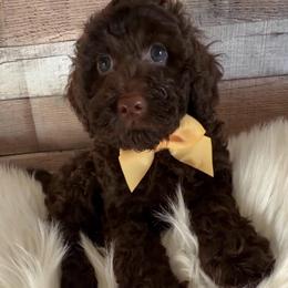 Sunny - Chocolate male Goldendoodle puppy in Decatur, Texas from Scherrer Sweet Goldendoodles