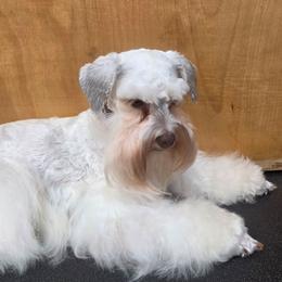 Arizona - Miniature Schnauzer