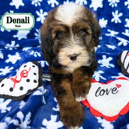 Denali - Sable male Bernedoodle puppy in Milan, Indiana from Doodles & Spice
