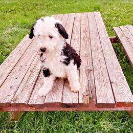 Lola - Black and white female Sheepadoodle puppy in Bellevue, Iowa from Fluffy Wonders Poms and Doodles