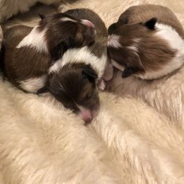 Shetland Sheepdog Puppies from BellaRose Shelties