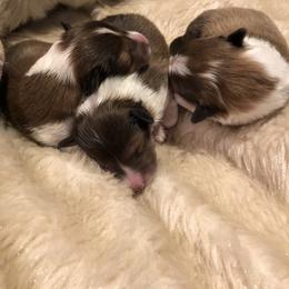 Shetland Sheepdog Puppies from BellaRose Shelties