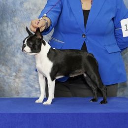 Jiggy - Boston Terrier