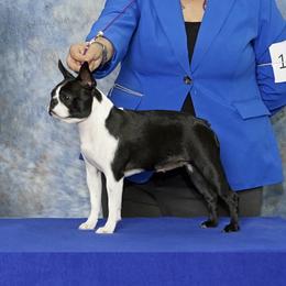 Jiggy - Boston Terrier