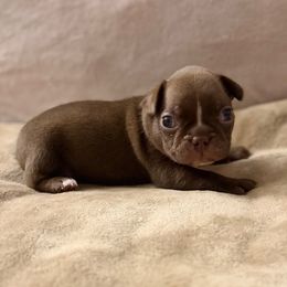 Louis Vuitton - Red male Boston Terrier puppy in Pahrump, Nevada from Lujan Ranch