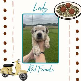 Lady - Red speckled female Australian Cattle Dog puppy in Quapaw, Oklahoma from Hudsons Australian Cattle Dogs