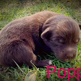 Poppy - Red & white female Miniature Australian Shepherd puppy in Idalou, Texas from Lonesome Pine Mini Aussies