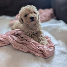 Piper - Cream female Poodle puppy in Utica, Ohio from Poodle Me Crazy