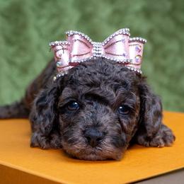 Sienna - Sable female Poodle puppy in Weston, Florida from Miami Toy Poodles