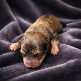 Billy AKC Wild boar - Wild boar female Dachshund puppy in Los Angeles, California from Sterling Dachshunds