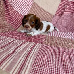 Remi - Piebald female Dachshund puppy in Aurora, Missouri from Baker Farms