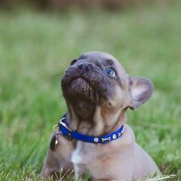 French Bulldog Puppies from Kring French Bulldogs