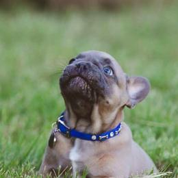 French Bulldog Puppies from Kring French Bulldogs