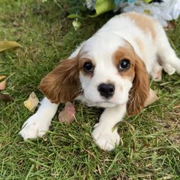 Boy 1 - Blenheim male Cavalier King Charles Spaniel puppy in Raymondville, Missouri from Puppy PlayPen
