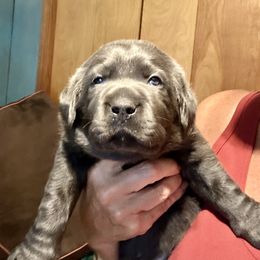 Independence (yellow collar) - Charcoal female Dilute Retriever puppy in Bandera, Texas from The Sugar & Spice Ranch Labrador Retrievers