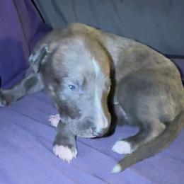 Comet - Blue brindle male Greyhound puppy in Florida from Running to Stand Still (RTSS)