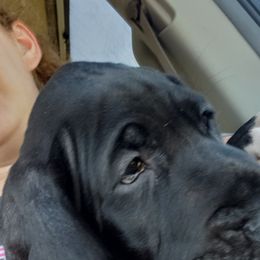 Great Dane Puppies from Gentle Giants of Tennessee Great Danes