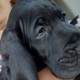 Great Dane Puppies from Gentle Giants of Tennessee Great Danes