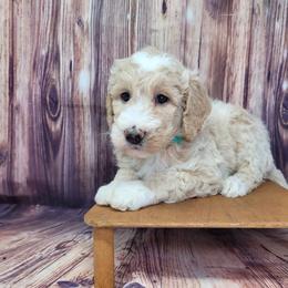 Broccoli - Apricot male Goldendoodle puppy in Grabill, Indiana from Rose's Doodles