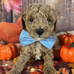 Blue Collar - Chocolate male Goldendoodle puppy in Waterford, California from Windy Hill Doodles