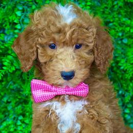 Toby - Parti male Goldendoodle puppy in Brandon, Florida from Murphys Doodles