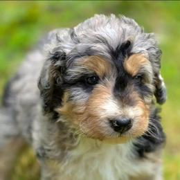 Sugar - Merle female Bernedoodle puppy in Shelton, Washington from NW Bernedoodles of Washington