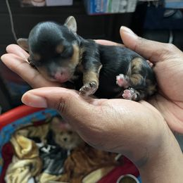 Yorkshire Terrier Puppies from Luxuryminiyorkiesllc
