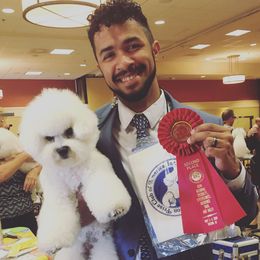 Bichon Frise All Grown Up from Drumhills Kennel
