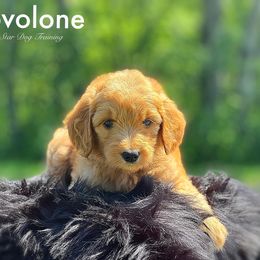 Provolone - Goldendoodle puppy in Lancaster, Minnesota from North Star Dog Training