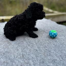 Antonio (Baby 1) - Black male Poodle puppy in Rocky Top, Tennessee from WayMakers Papillons & Poodles