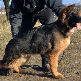German Shepherd All Grown Up from Prize Pups