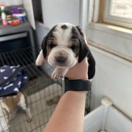 Girl 3 - Black brown and white female Basset Hound puppy in Las Animas, Colorado from J&D Dachsies