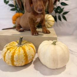 Red lady - Red female Dachshund puppy in Wills Point, Texas from Duck Creek Farm