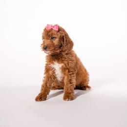 Angela - Red  female Goldendoodle puppy in Payson, Utah from Country Sky Doodles