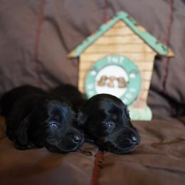 Twin B - Black and tan female Dachshund puppy in Quemado, New Mexico from TNT Dachshunds
