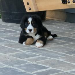 Grace ... Pink collar - female Bernese Mountain Dog puppy in Gaffney, South Carolina from Circle D Farms