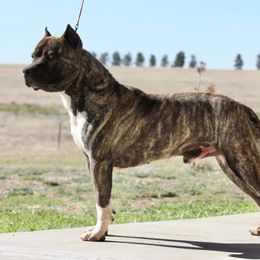 Mac - Fawn brindle male American Pit Bull Terrier puppy in Nine Mile Falls, Washington from Bartin Kennels