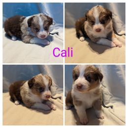 Girl 6 - Red merle Australian Shepherd puppy in Sanger, California from A&M Australian Shepherds
