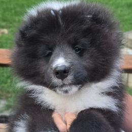 Boy 2 - Black and white male Shetland Sheepdog puppy in Midland, Virginia from Holly's Sheepdogs