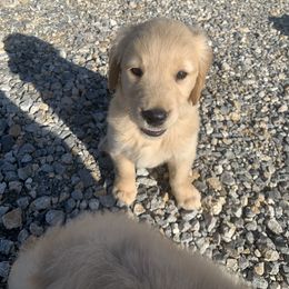 Golden Retriever Puppies from 3 Gun Retrievers