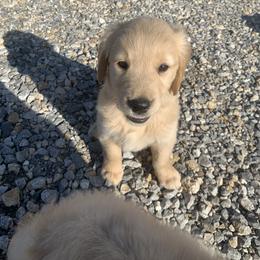 Golden Retriever Puppies from 3 Gun Retrievers